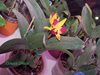 LC. Tropical Trick 